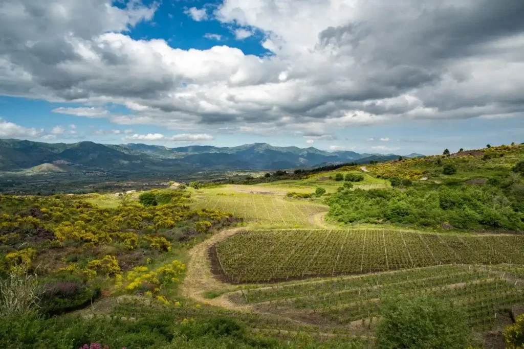 Vinhedos cultivados nas encostas do Monte Etna na Sicília