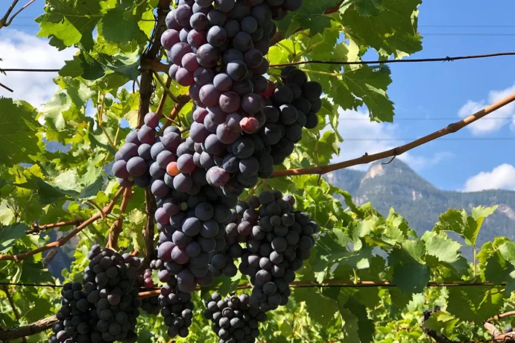 Uvas em vinhedo de altitude no Alto Adige com montanhas ao fundo